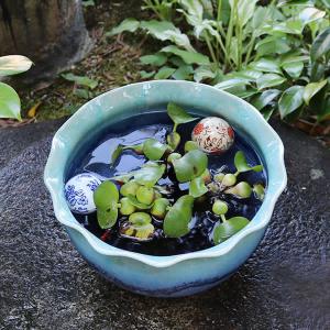 青ガラス波型口水鉢 信楽焼 金魚鉢、メダカ鉢に...の詳細画像2