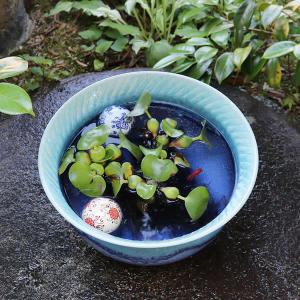 青ガラストチリ水鉢 信楽焼 金魚鉢、メダカ鉢に...の詳細画像2