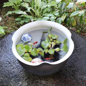 こげ窯変手ひねり水鉢 信楽焼 金魚鉢、メダカ鉢...の詳細画像2