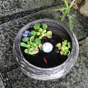 黒はけ目水鉢 信楽焼 金魚鉢、メダカ鉢にお勧め...の詳細画像2
