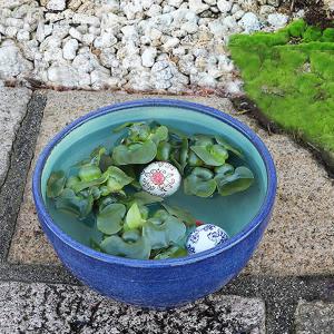 11号ナマコ色水鉢　信楽焼　金魚鉢、メダカ鉢にお勧め　陶器スイレン鉢　手水鉢　めだか鉢［su-0275］