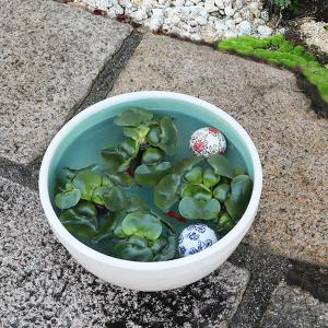11号白カスミ水鉢 信楽焼 金魚鉢、メダカ鉢に...の詳細画像2