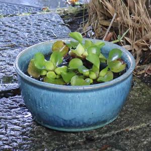 青ビードロ流し水鉢 信楽焼 金魚鉢、メダカ鉢にお...の商品画像