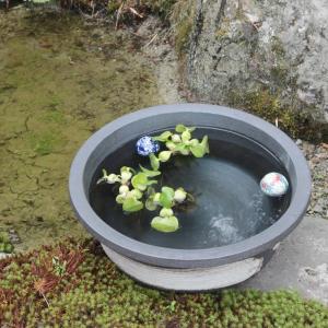 魚好きがこだわったメダカ鉢!すいれん鉢 信楽焼...の詳細画像2