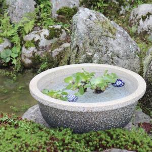 魚好きがこだわったメダカ鉢!すいれん鉢 信楽焼...の詳細画像5