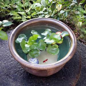 13号窯肌クシ目水鉢 信楽焼 金魚鉢、メダカ鉢...の詳細画像2
