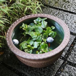 18号トチリ碗型水鉢 信楽焼 金魚鉢、メダカ鉢...の詳細画像2