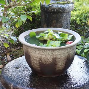 13号灰釉水鉢 信楽焼 金魚鉢、メダカ鉢にお勧...の詳細画像1