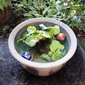 13号灰釉水鉢 信楽焼 金魚鉢、メダカ鉢にお勧...の詳細画像2