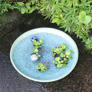 18号緑古信楽浅型水鉢 信楽焼 金魚鉢、メダカ...の詳細画像2