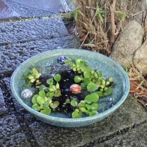 20号緑古信楽浅型水鉢　信楽焼　金魚鉢、メダカ鉢にお勧め［su-0190］