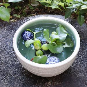 10号白カスミ水鉢 信楽焼 金魚鉢、メダカ鉢に...の詳細画像2