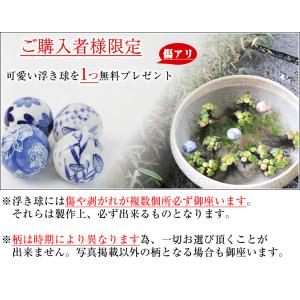 10号ナマコ水鉢 信楽焼 金魚鉢、メダカ鉢にお...の詳細画像4