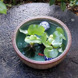 10号窯肌水鉢 信楽焼 金魚鉢、メダカ鉢にお勧...の詳細画像2