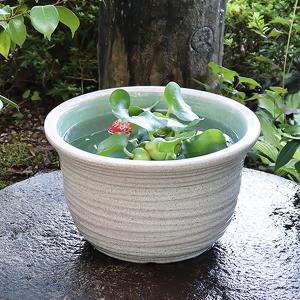 11号白カスミ水鉢　信楽焼　金魚鉢、メダカ鉢にお勧め　陶器スイレン鉢　手水鉢　めだか鉢［su-0116］