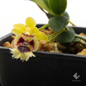 着生蘭の商品一覧 通販 Yahoo ショッピング