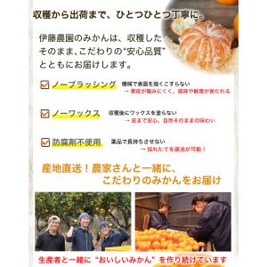 お中元 みかん 5kg 訳あり フードロス 小...の詳細画像3