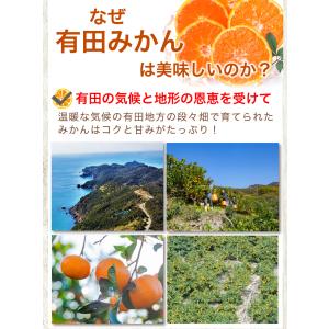 お中元 みかん 5kg 訳あり フードロス 小...の詳細画像4