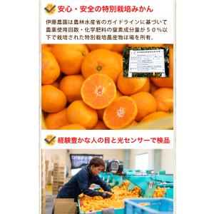お中元 みかん 5kg 訳あり フードロス 小...の詳細画像5