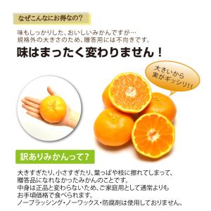 みかん 訳あり 5kg 送料無料 和歌山 自宅...の詳細画像2