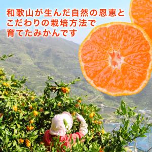 みかん 訳あり 5kg 送料無料 和歌山 自宅...の詳細画像3