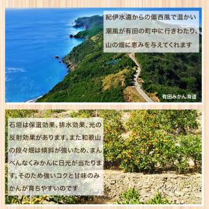 みかん 訳あり 5kg 送料無料 和歌山 自宅...の詳細画像5