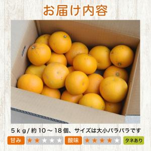 敬老の日 八朔 はっさく 訳あり 10kg 和...の詳細画像3