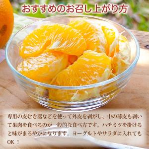 敬老の日 八朔 はっさく 訳あり 10kg 和...の詳細画像4