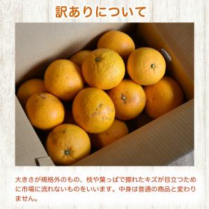 敬老の日 八朔 はっさく 訳あり 10kg 和...の詳細画像5