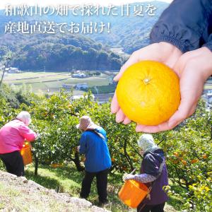 お中元 甘夏 あまなつ 訳あり 2.5kg 2...の詳細画像2
