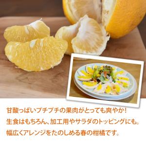 お中元 甘夏 あまなつ 訳あり 2.5kg 2...の詳細画像3