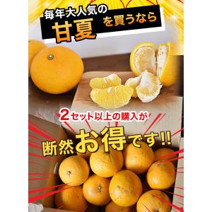 お中元 甘夏 あまなつ 訳あり 2.5kg 2...の詳細画像5