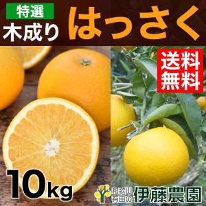 木成り 八朔 きなり はっさく 10kg 和歌山みかん 美品 贈答用 木なり ハッサク 旬 みかん 送料無料 箱買いギフト 北海道 沖縄 送料 770円｜ito-noen