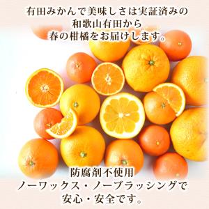 お中元 フルーツ バレンシアオレンジ 10kg...の詳細画像1