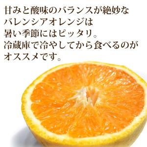 お中元 フルーツ バレンシアオレンジ 10kg...の詳細画像4
