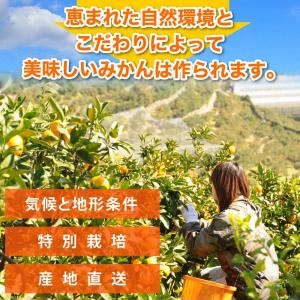 お中元 バレンシアオレンジ 訳あり 10kg ...の詳細画像4