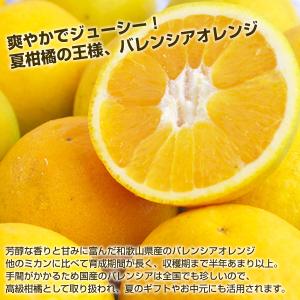 お中元 バレンシアオレンジ 和歌山産 訳あり ...の詳細画像1