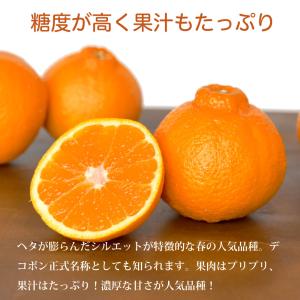 お中元 みかん 不知火 デコみかん デコポン同...の詳細画像2