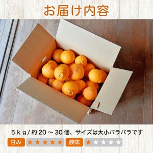 お中元 みかん 不知火 デコみかん デコポン同...の詳細画像3