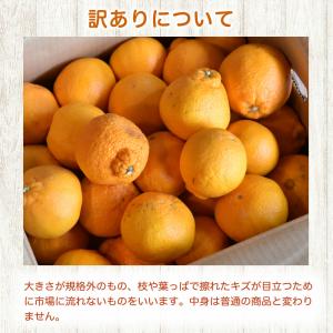 お中元 みかん 不知火 デコみかん デコポン同...の詳細画像5