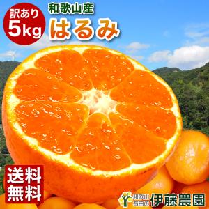 はるみ みかん 訳あり 5kg 和歌山みかん 旬 みかん 自宅用 送料無料 箱買い 防腐剤 不使用 北海道 沖縄 送料 770円