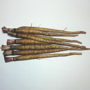 サラダごぼう　（大きさにより５〜１０本前後）　福岡産