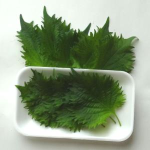 大葉（青じそ）　福岡産