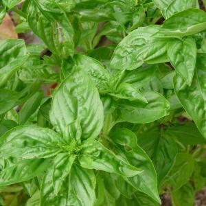 バジル約30ｇ（トマトと相性のよいハーブです）　福岡産