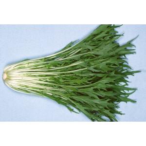 サラダ水菜　約100ｇ　福岡産