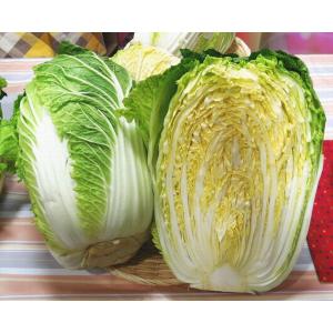 白菜　1/2　福岡産、国内産r