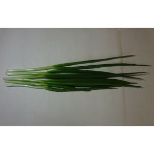 青ネギ　福岡産ｒ