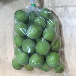 青梅　約１Kg 福岡・大分産