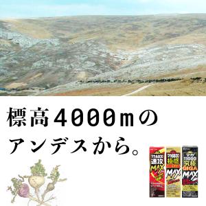 マカドリンク【マカ4400 速攻MAX 1日分...の詳細画像4