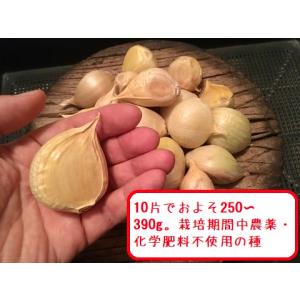 ジャンボにんにくの種（りん片）（20個）茨城県産・栽培期間中農薬